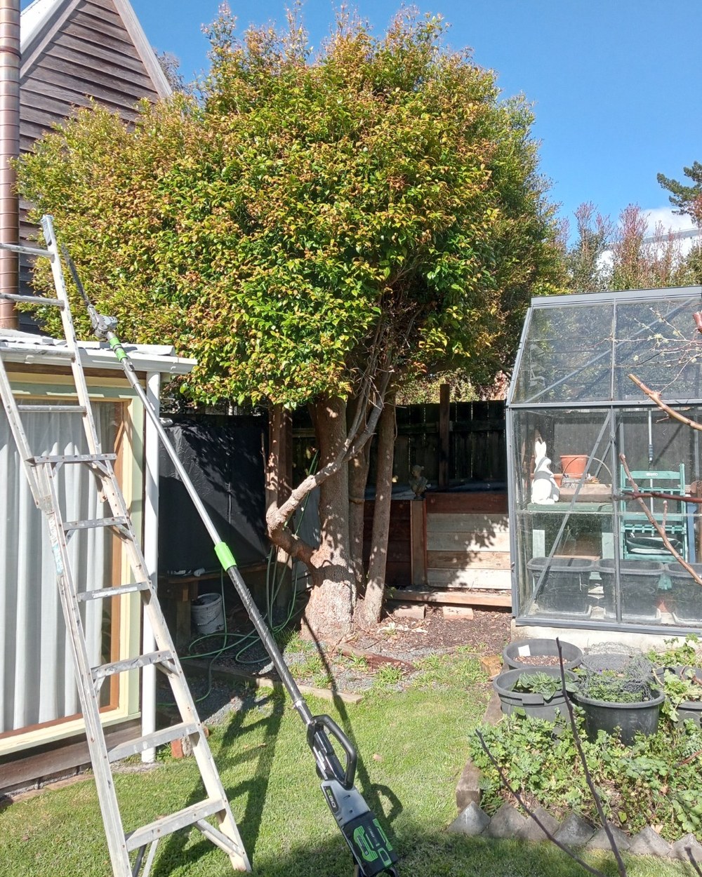 Pruning work with a ladder and long-reach hedge trimmer